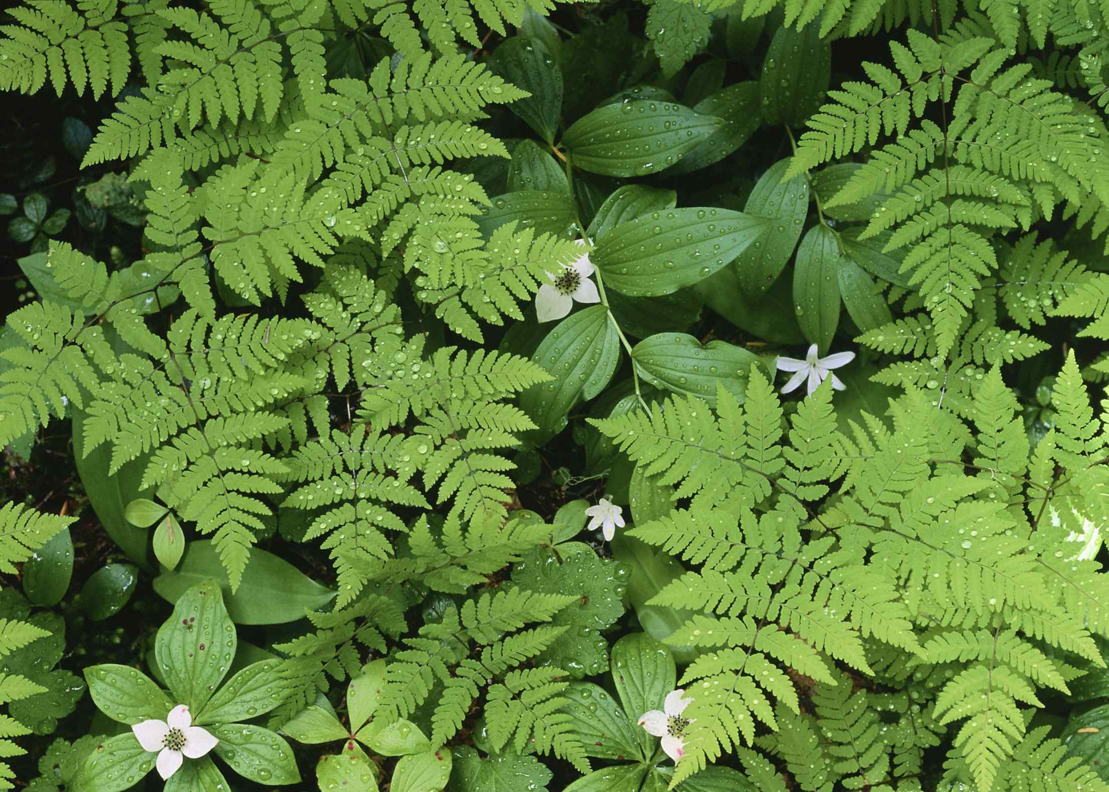 Green-Ferns.jpg (2212×1580)